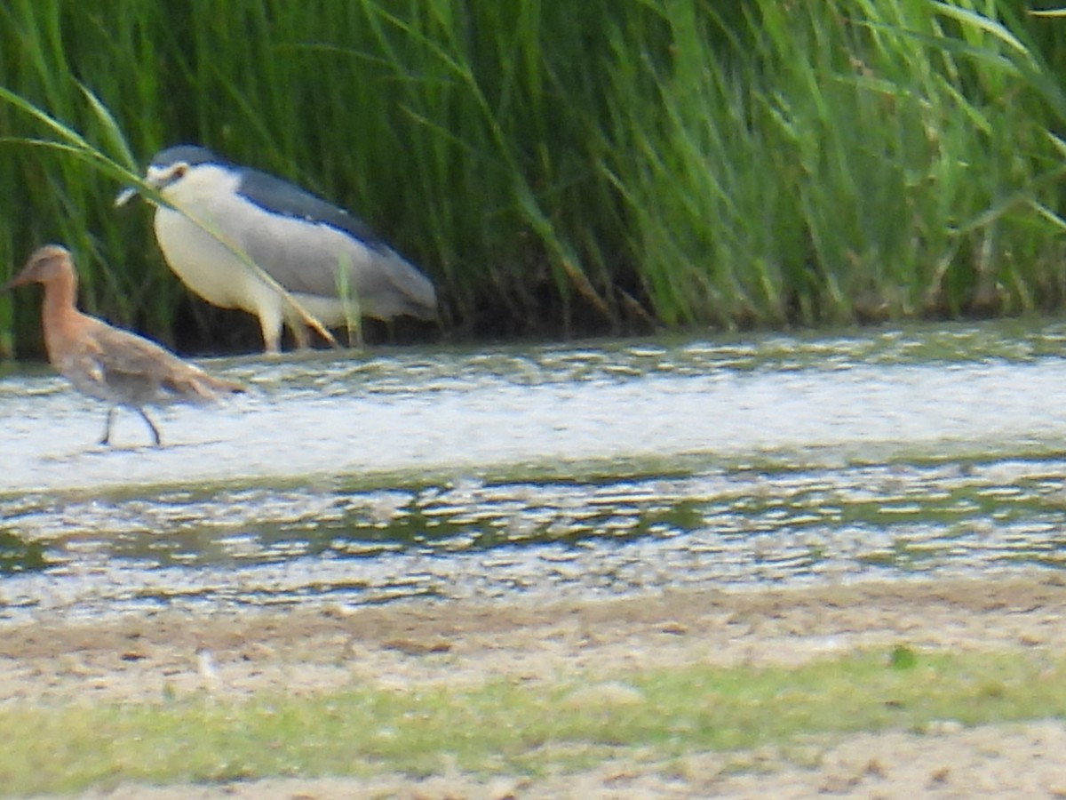 Nachtreiher - ML646102117