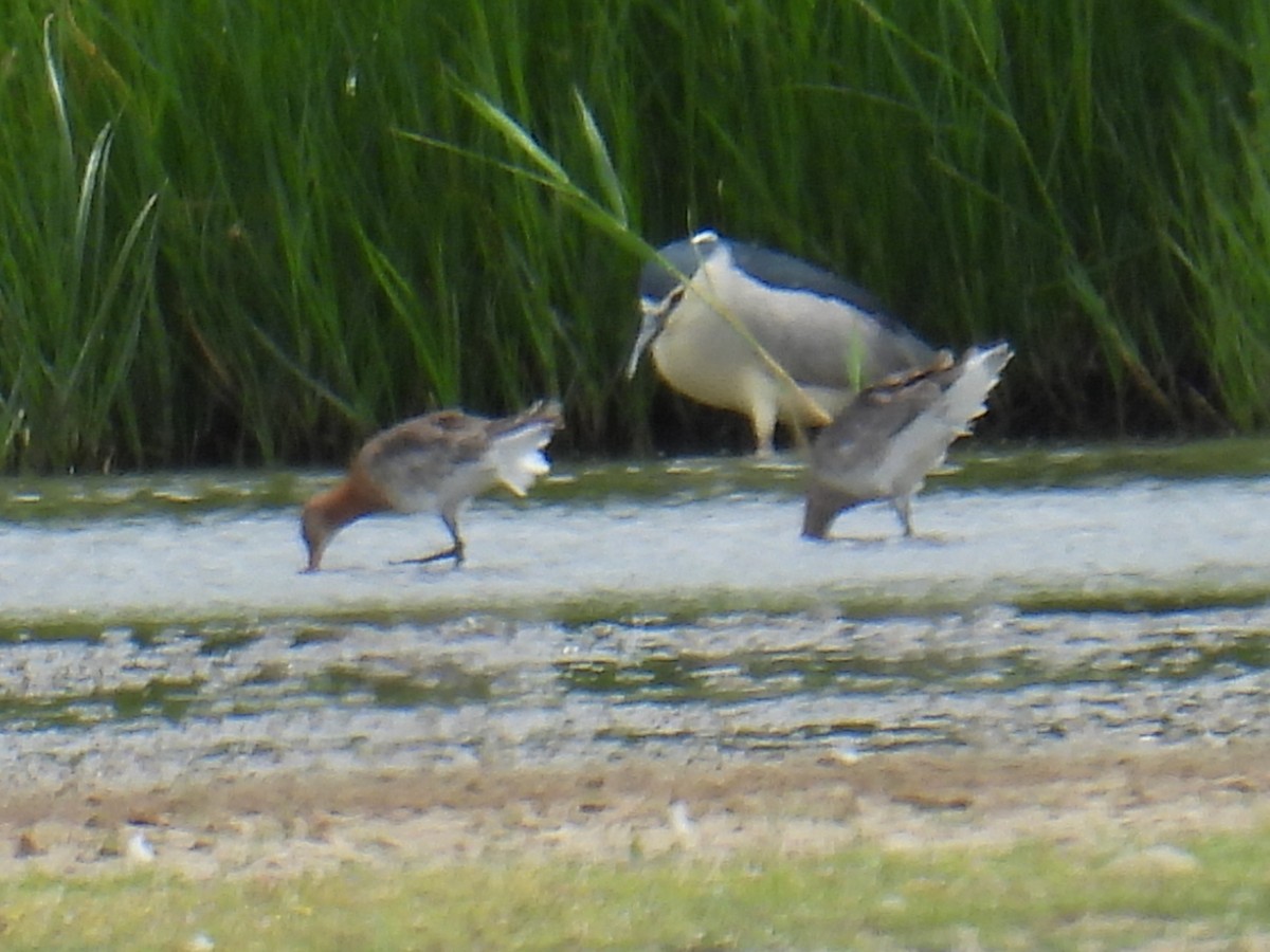 Nachtreiher - ML646102118