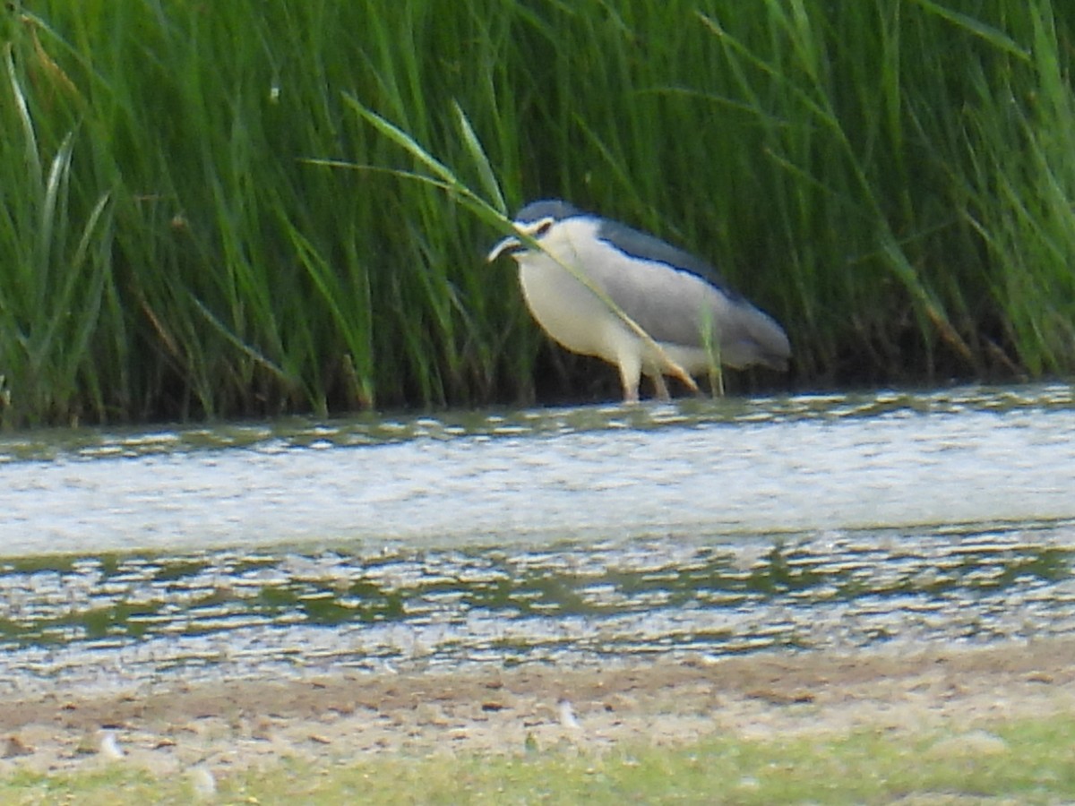 Nachtreiher - ML646102119