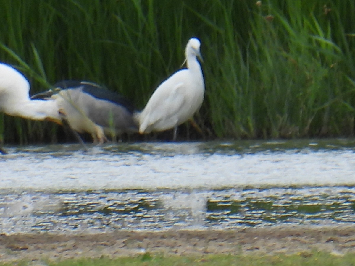 Nachtreiher - ML646102120