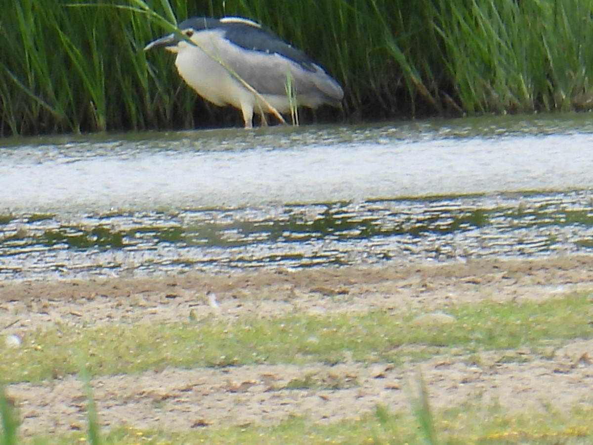 Nachtreiher - ML646102121