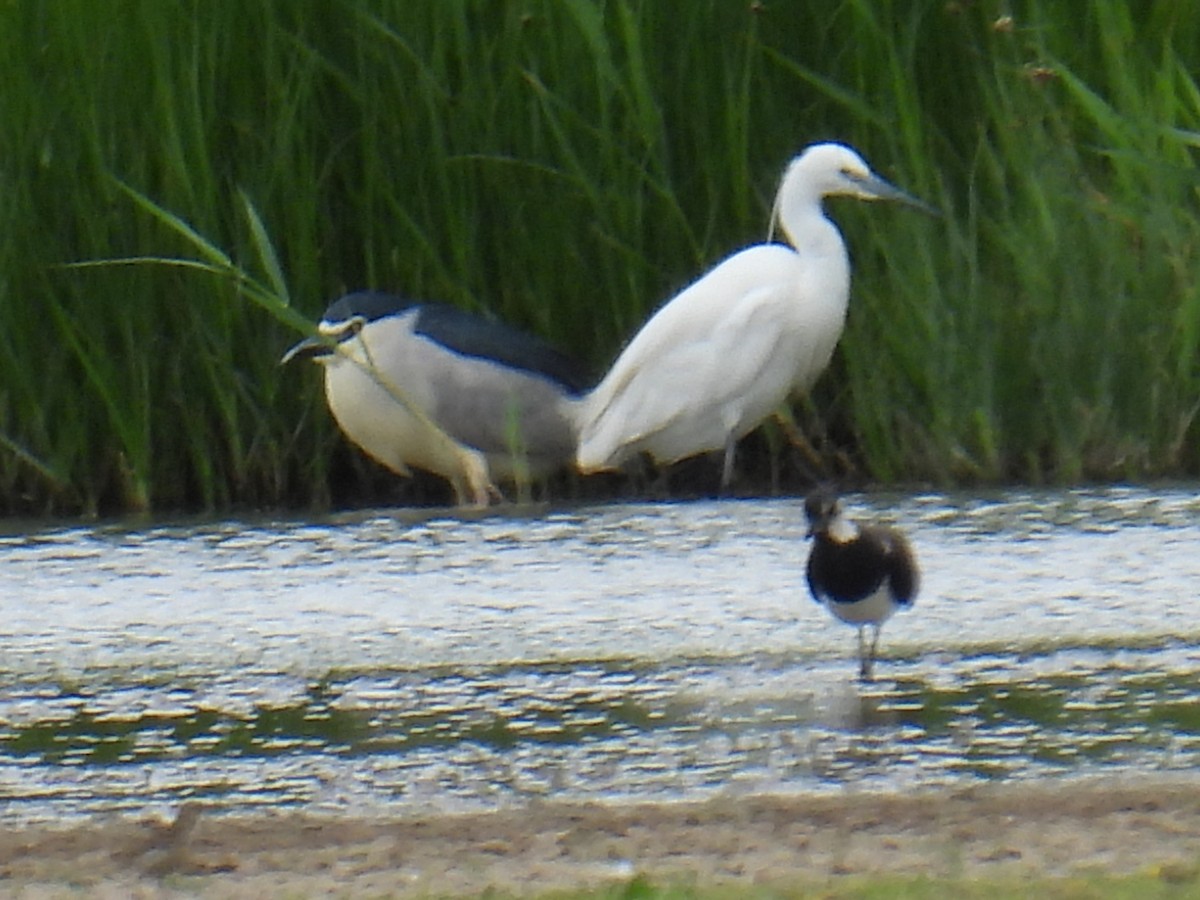 Nachtreiher - ML646102122