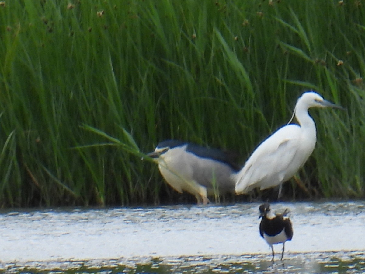 Nachtreiher - ML646102123