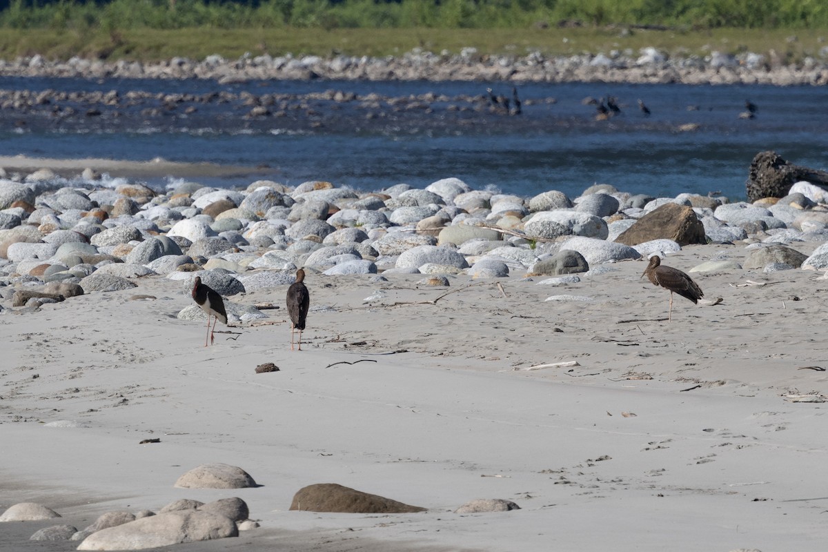 Schwarzstorch - ML646102124