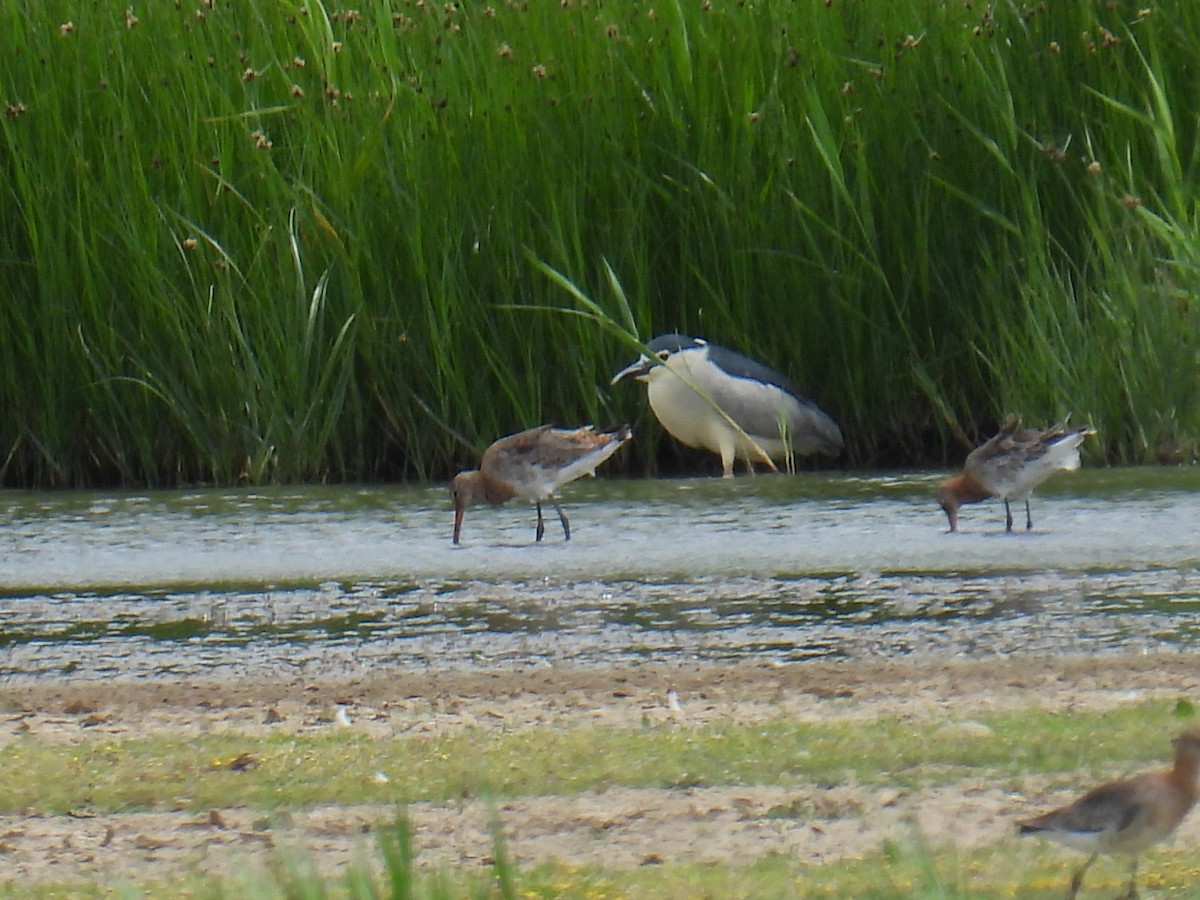 Nachtreiher - ML646102125