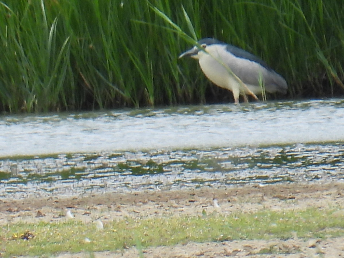 Nachtreiher - ML646102126