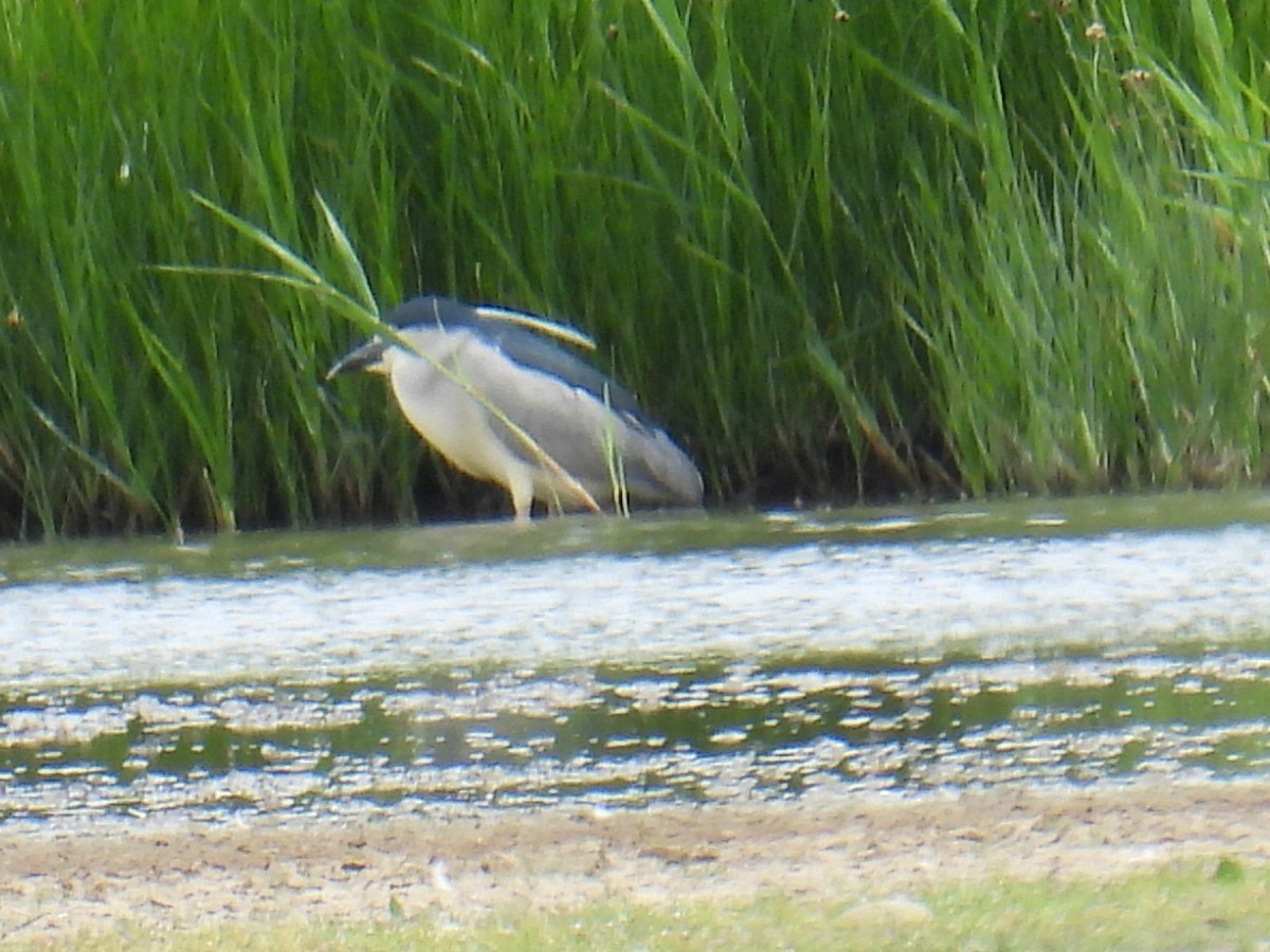 Nachtreiher - ML646102128