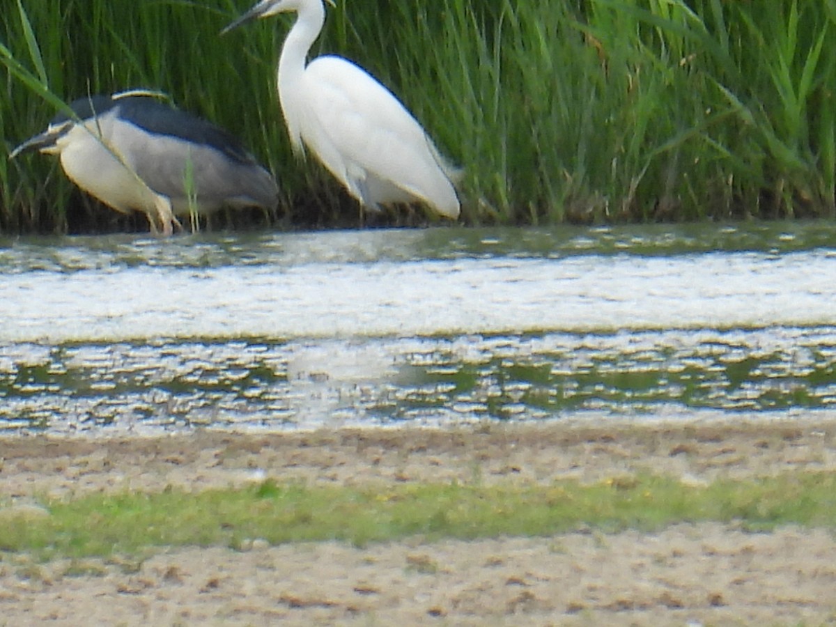 Nachtreiher - ML646102129