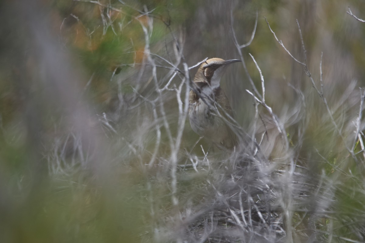 Goldscheitel-Honigfresser - ML646102131