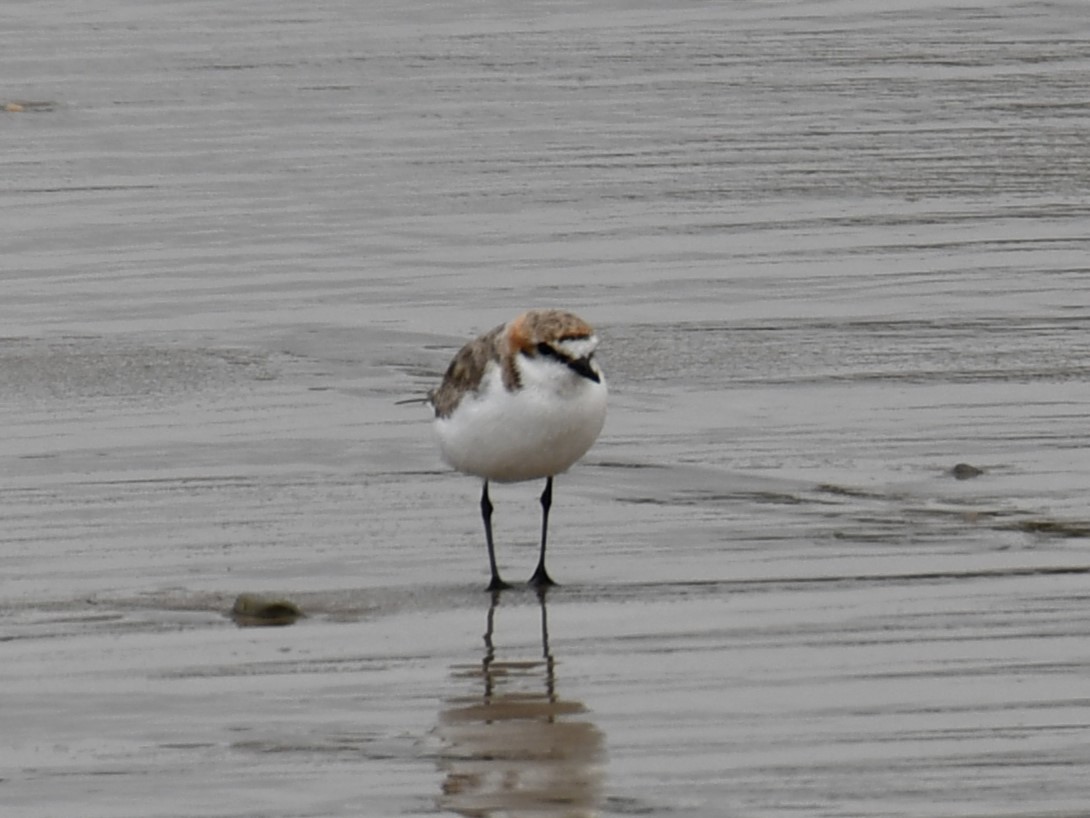Rotkopf-Regenpfeifer - ML646102132