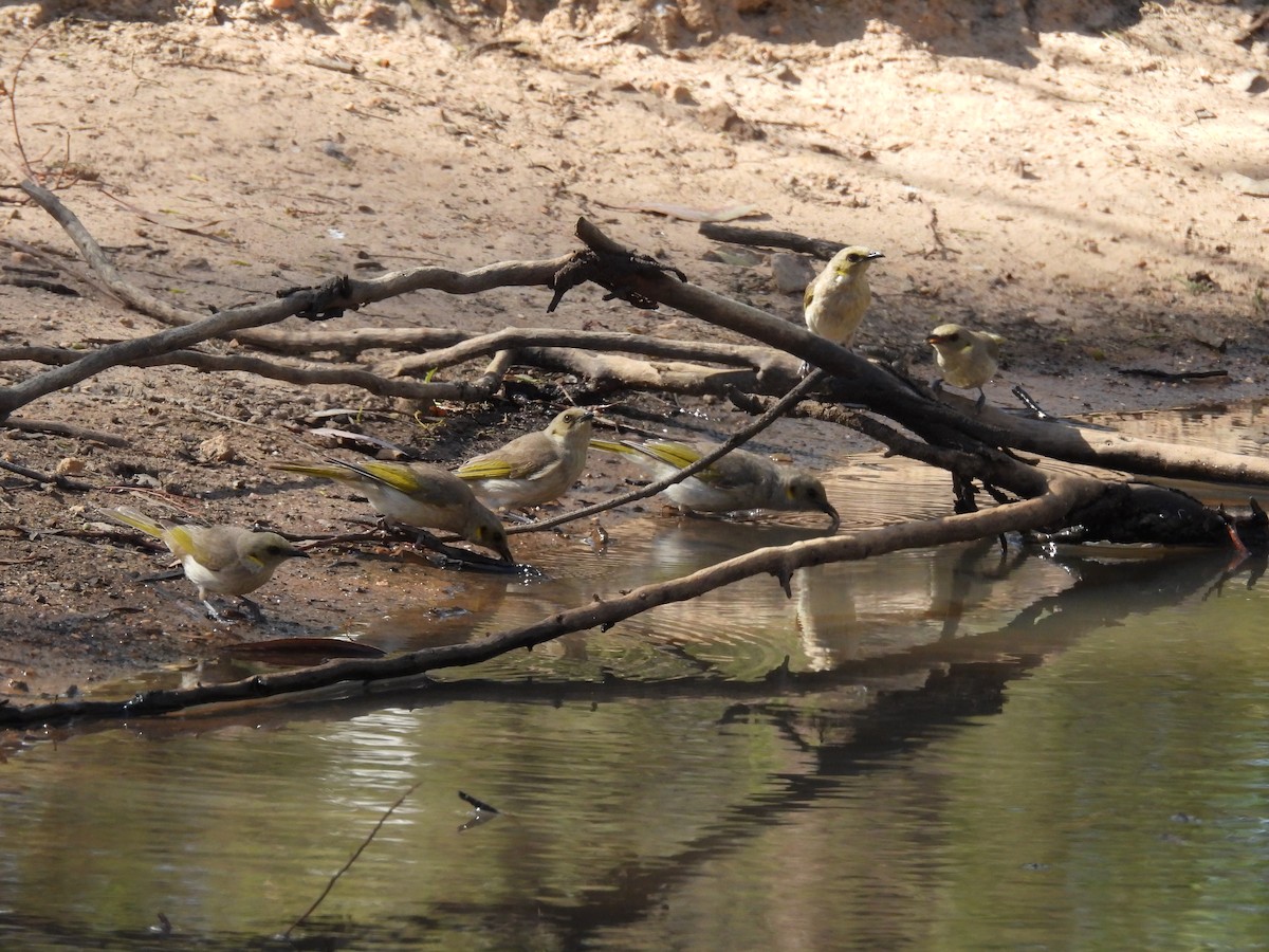 Olivkehl-Honigfresser - ML646102133