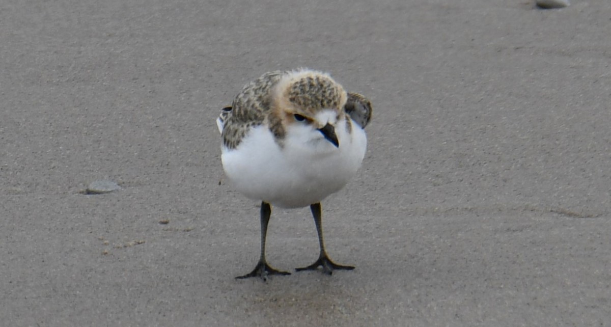 Rotkopf-Regenpfeifer - ML646102134