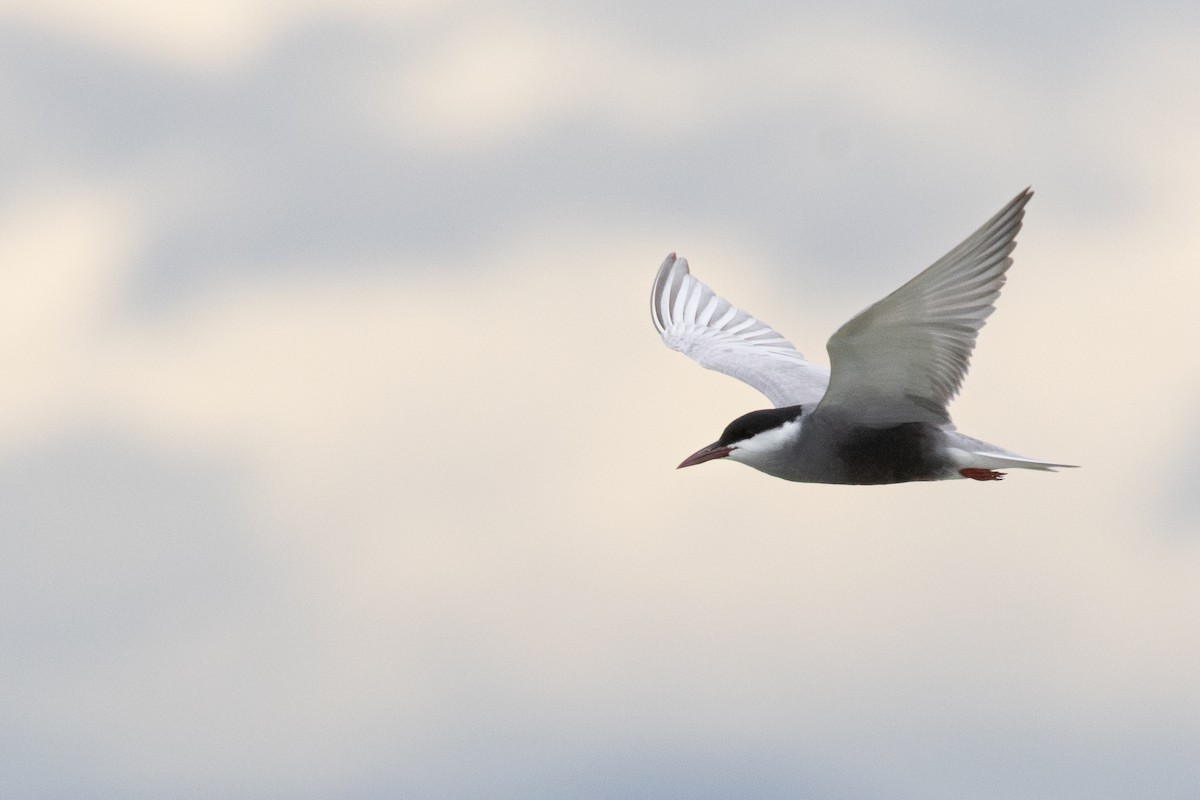 Whiskered Tern - ML646102135