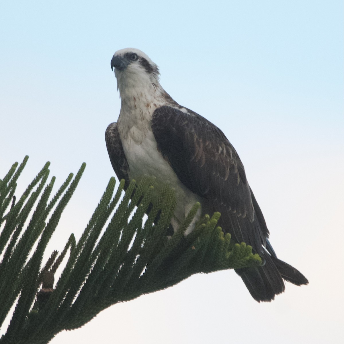 שלך - ML646102136
