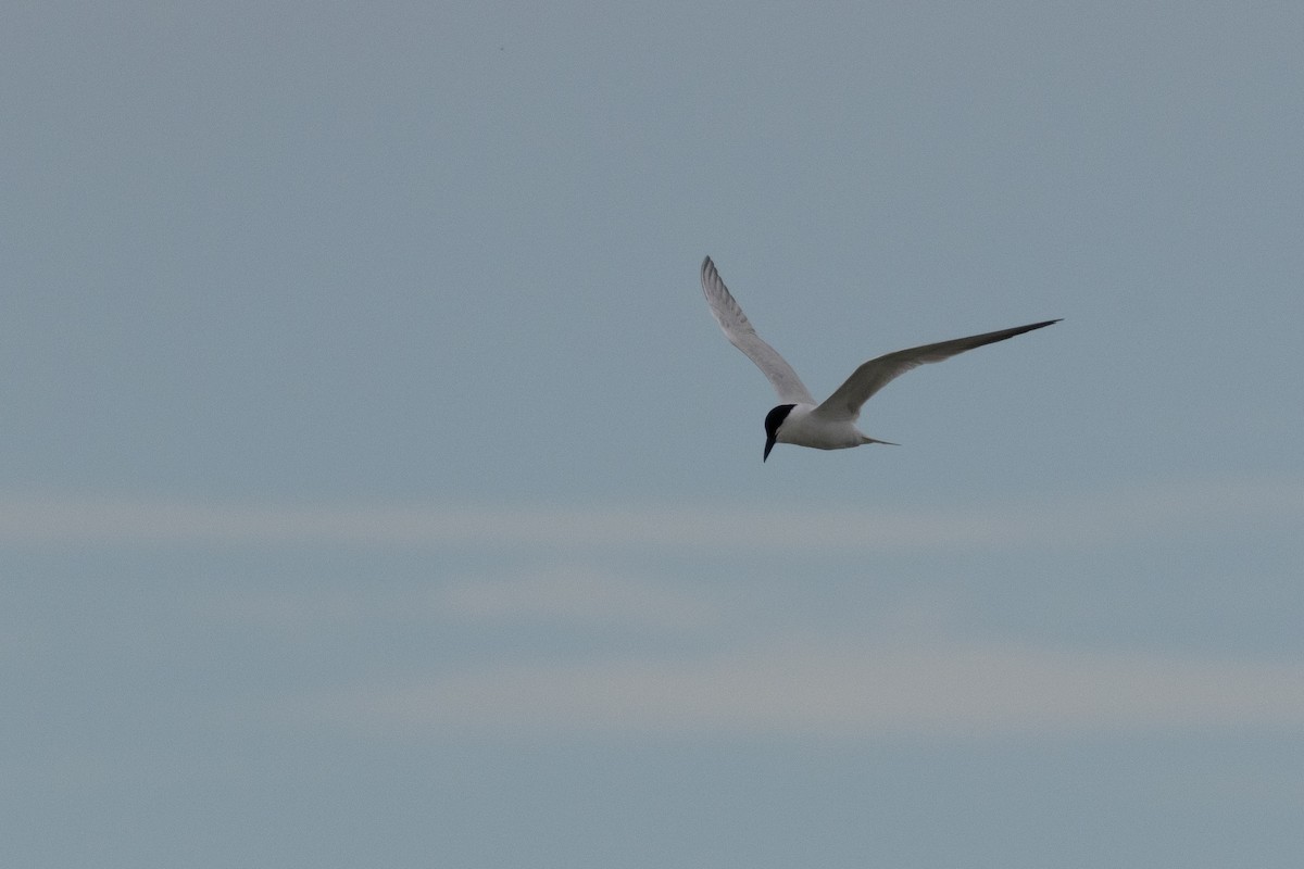 Australian Tern - ML646102137