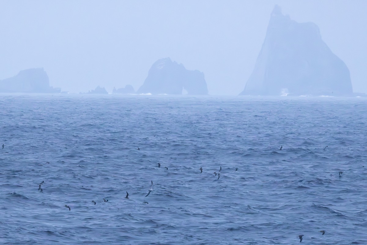 יסעור לבן-מצח - ML646102138