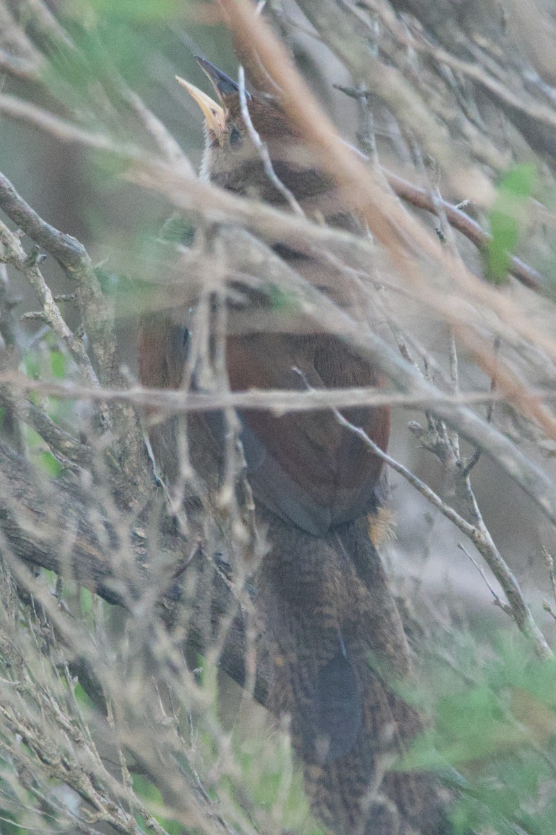 Noisy Scrub-bird - ML646102139