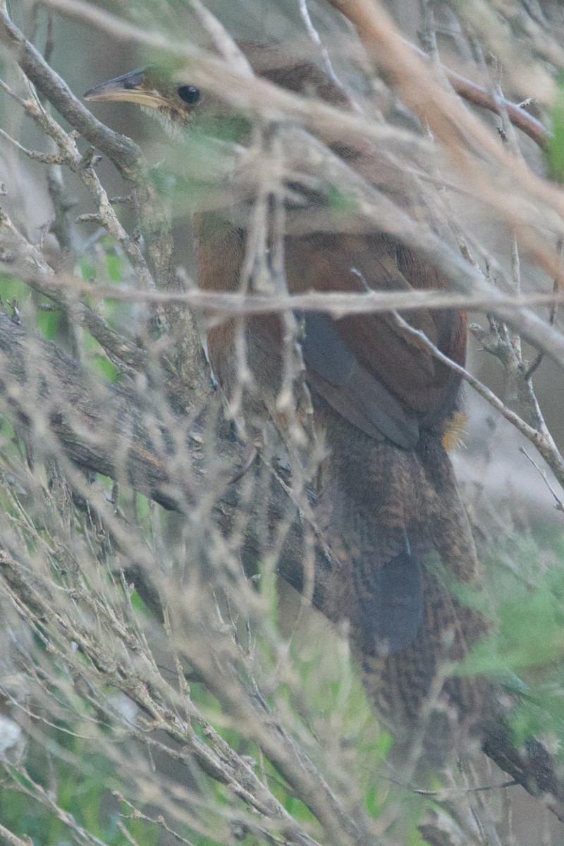 Noisy Scrub-bird - ML646102140