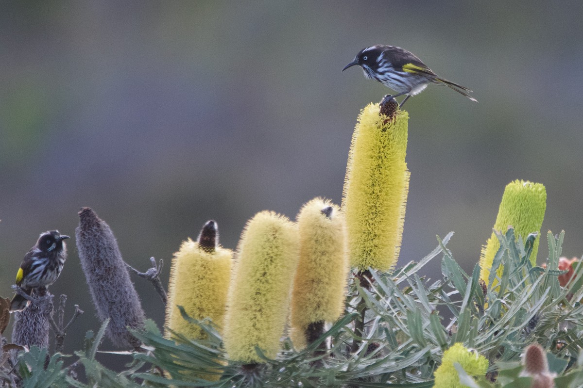 New Holland Honeyeater - ML646102145