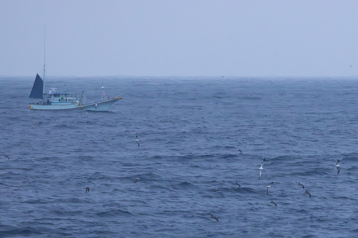 יסעור לבן-מצח - ML646102146