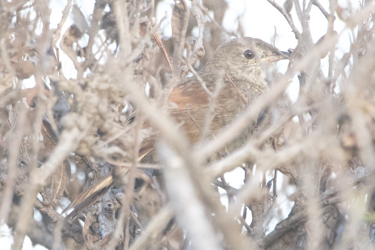 Western Bristlebird - ML646102147