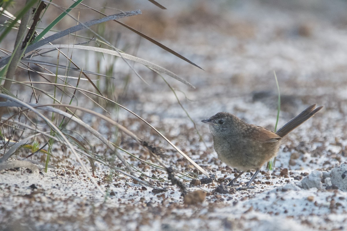 Western Bristlebird - ML646102148