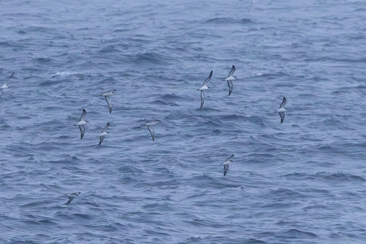 יסעור לבן-מצח - ML646102149