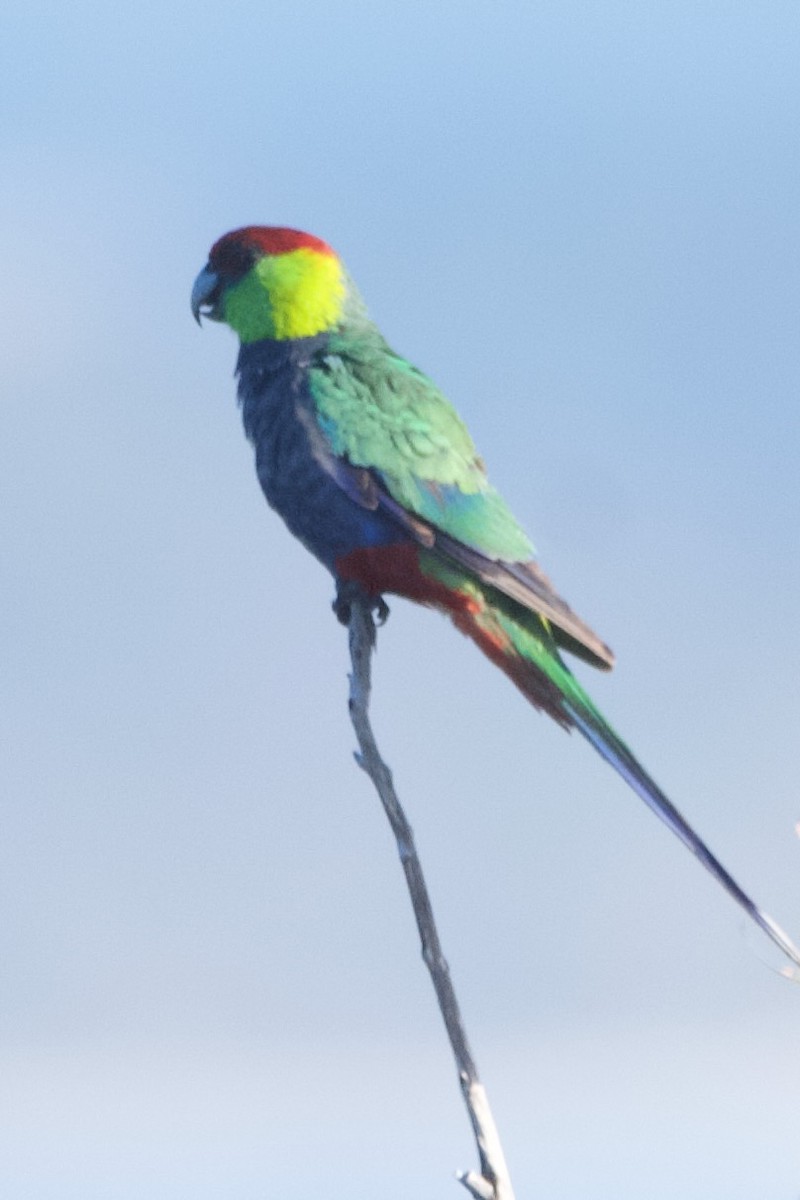 Red-capped Parrot - ML646102150