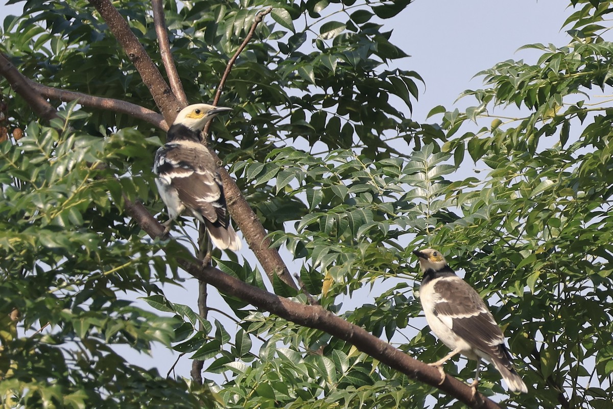 זרזיר שחור-קולר - ML646102153