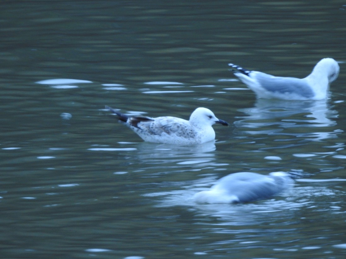 Caspian Gull - ML646102156