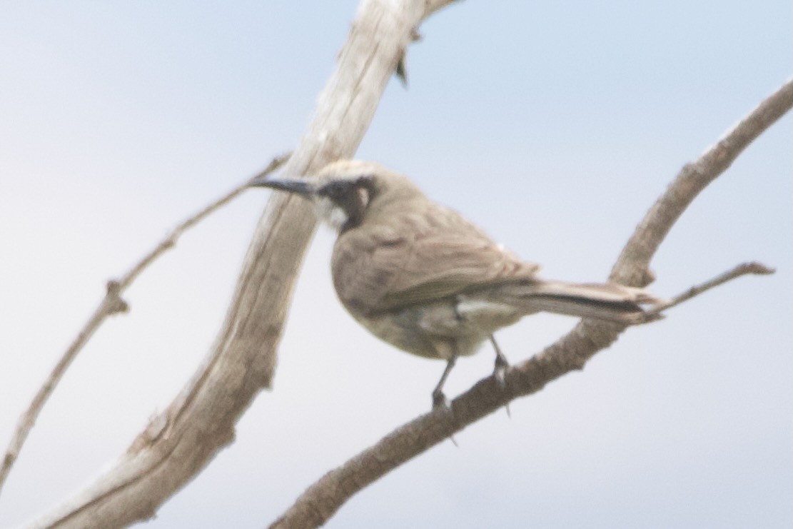 Tawny-crowned Honeyeater - ML646102158