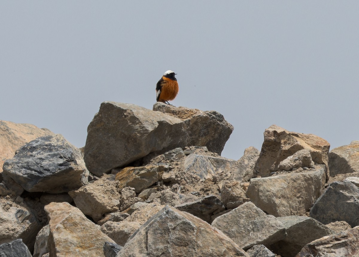 חכלילית אדומת-בטן - ML646102159