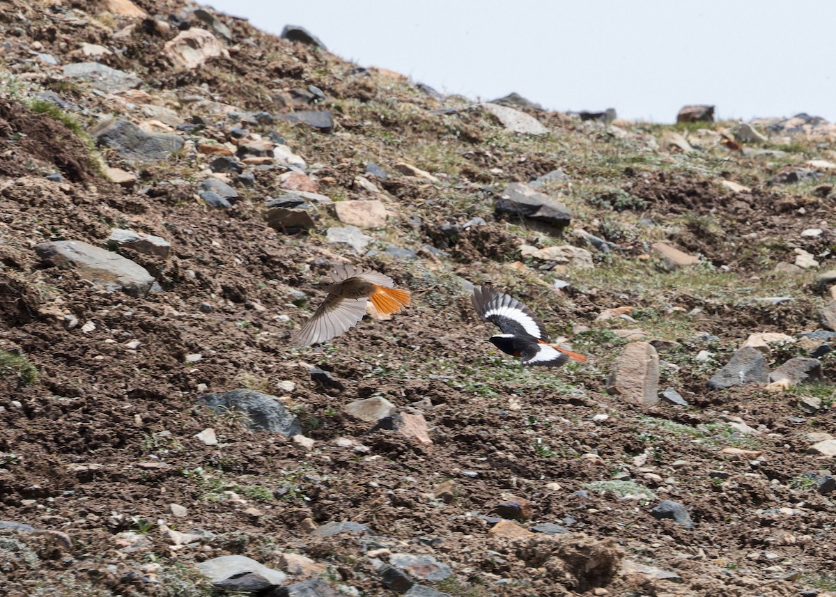 חכלילית אדומת-בטן - ML646102160