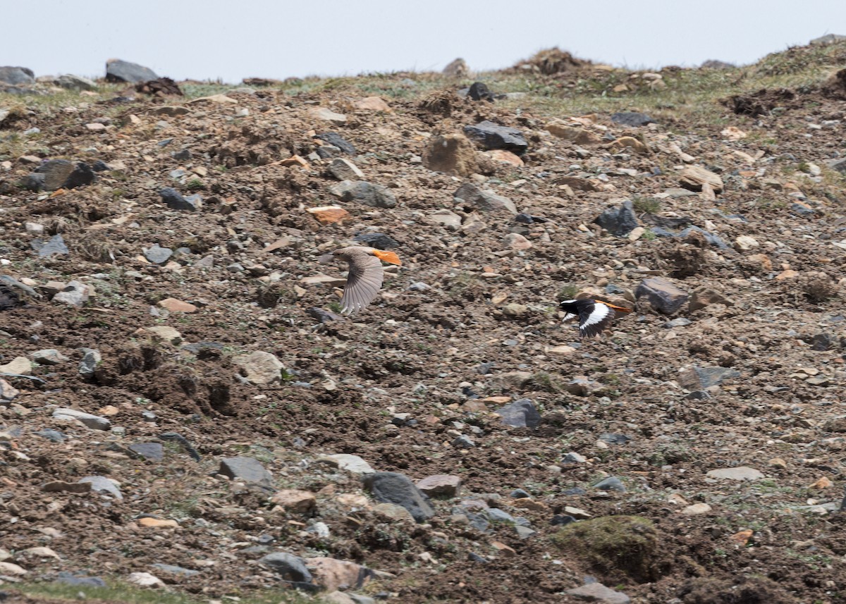 חכלילית אדומת-בטן - ML646102161