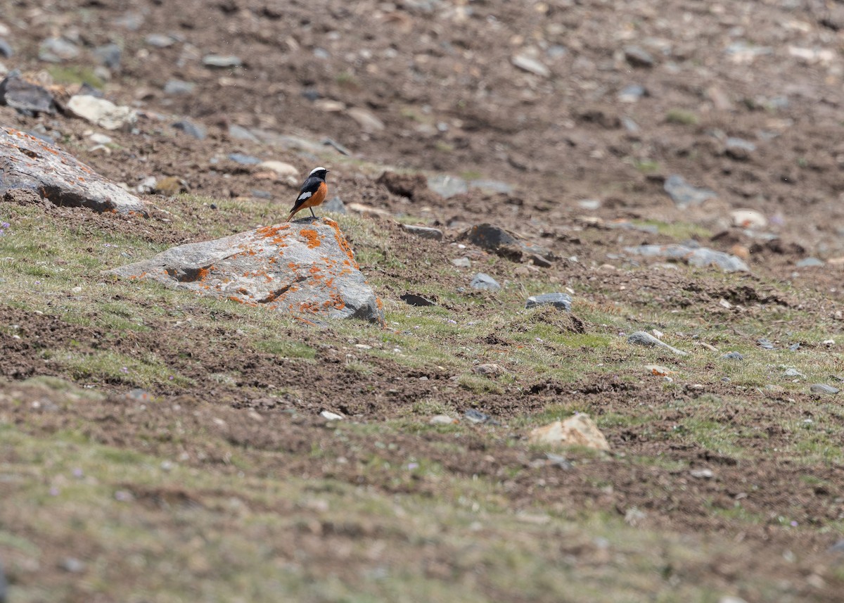חכלילית אדומת-בטן - ML646102162