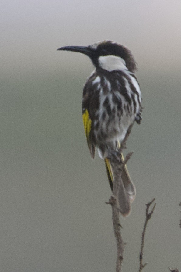 White-cheeked Honeyeater - ML646102163