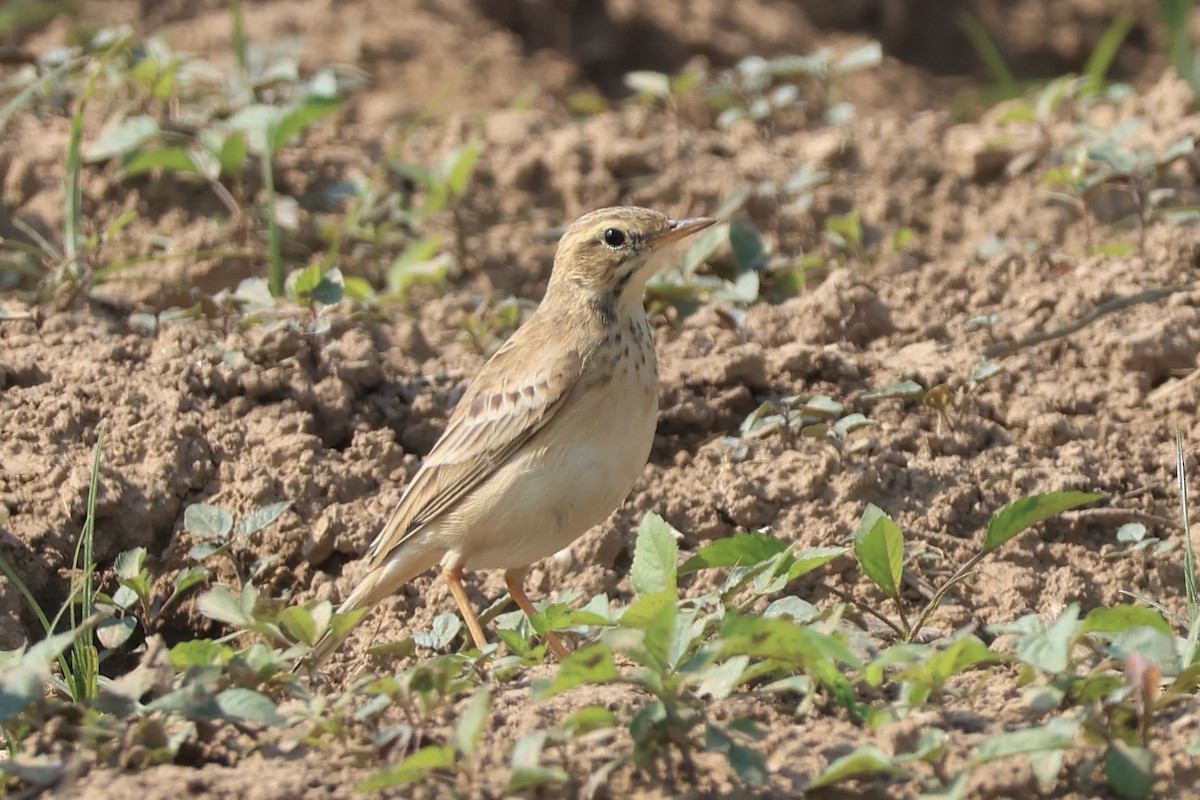 Paddyfield Pipit - ML646102175