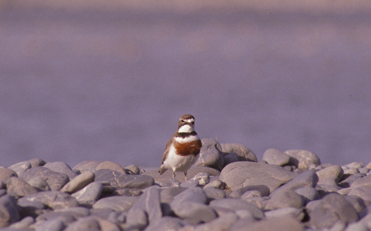 kulík dvoupruhý - ML646102180