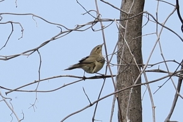 Ногоон дууч шувуу - ML646102181