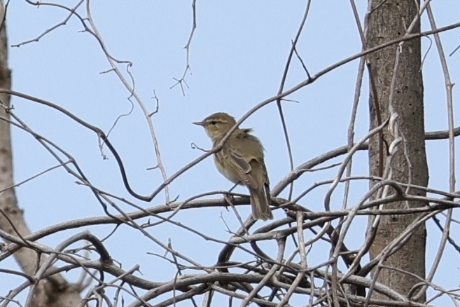 Ногоон дууч шувуу - ML646102182