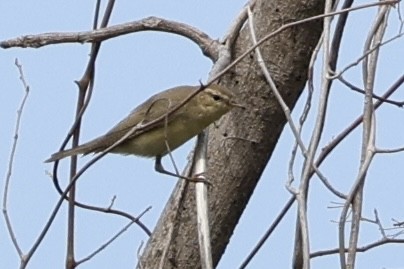 Ногоон дууч шувуу - ML646102183