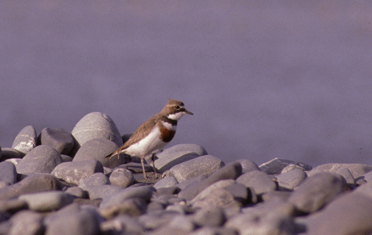 kulík dvoupruhý - ML646102184