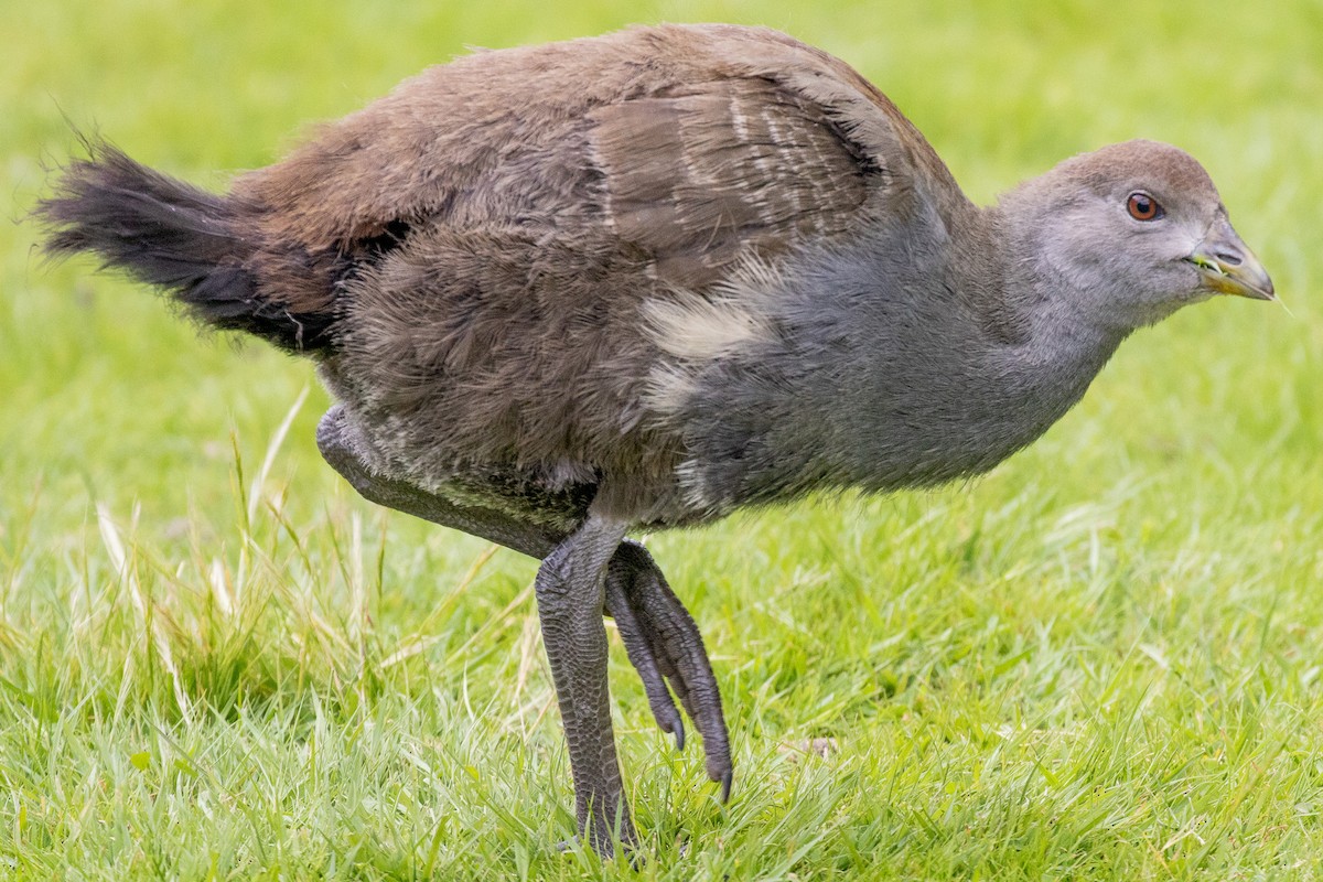 Курочка тасманійська - ML646102192