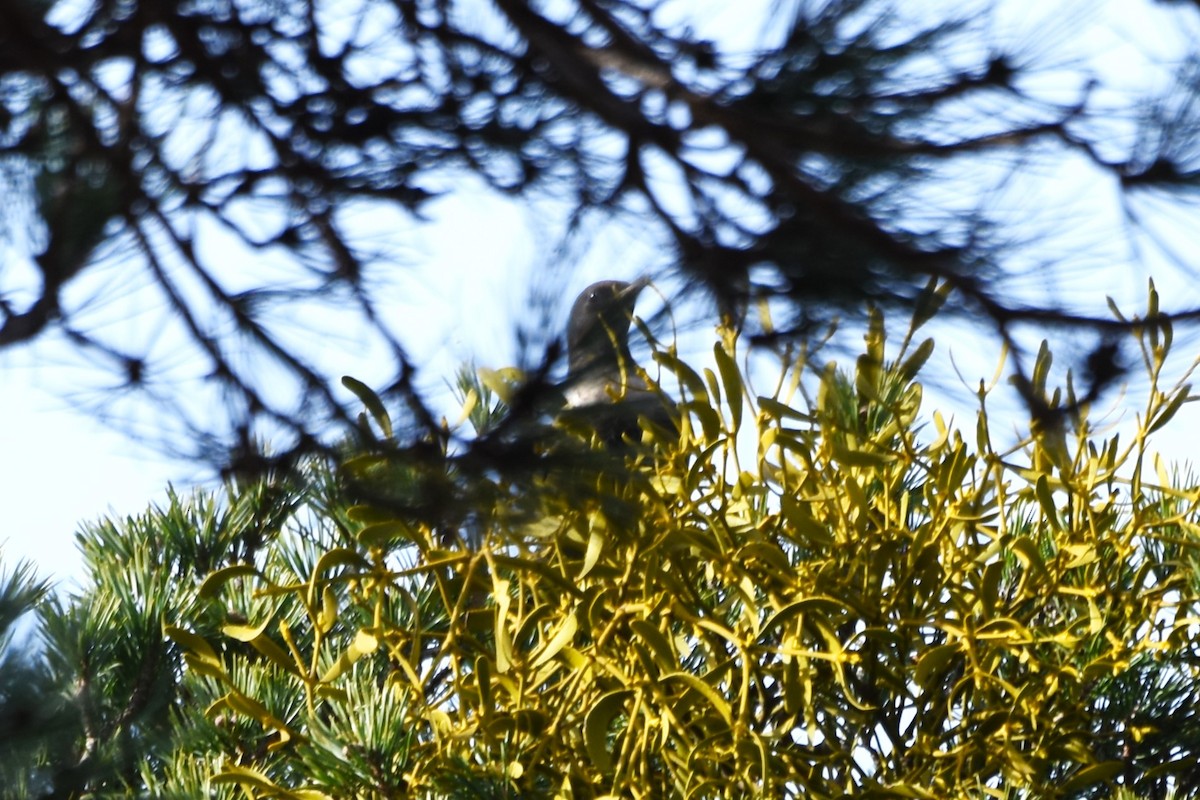 Merlo dal collare - ML646102199