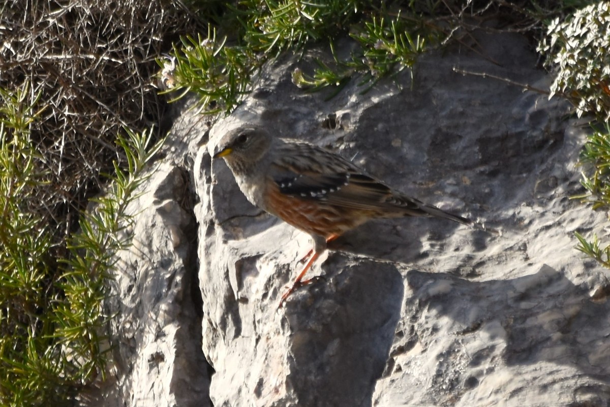 Sordone - ML646102205