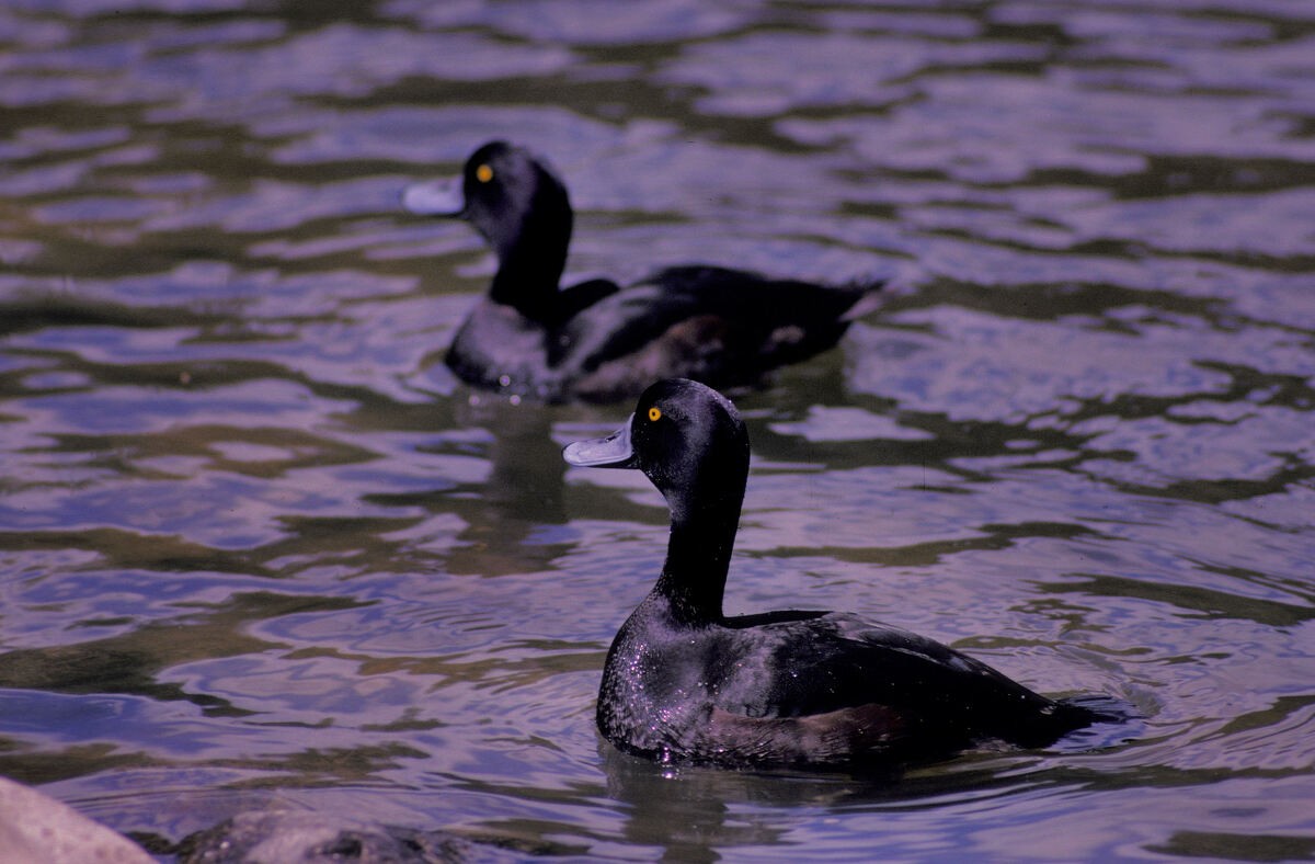 ニュージーランドスズガモ - ML646102206