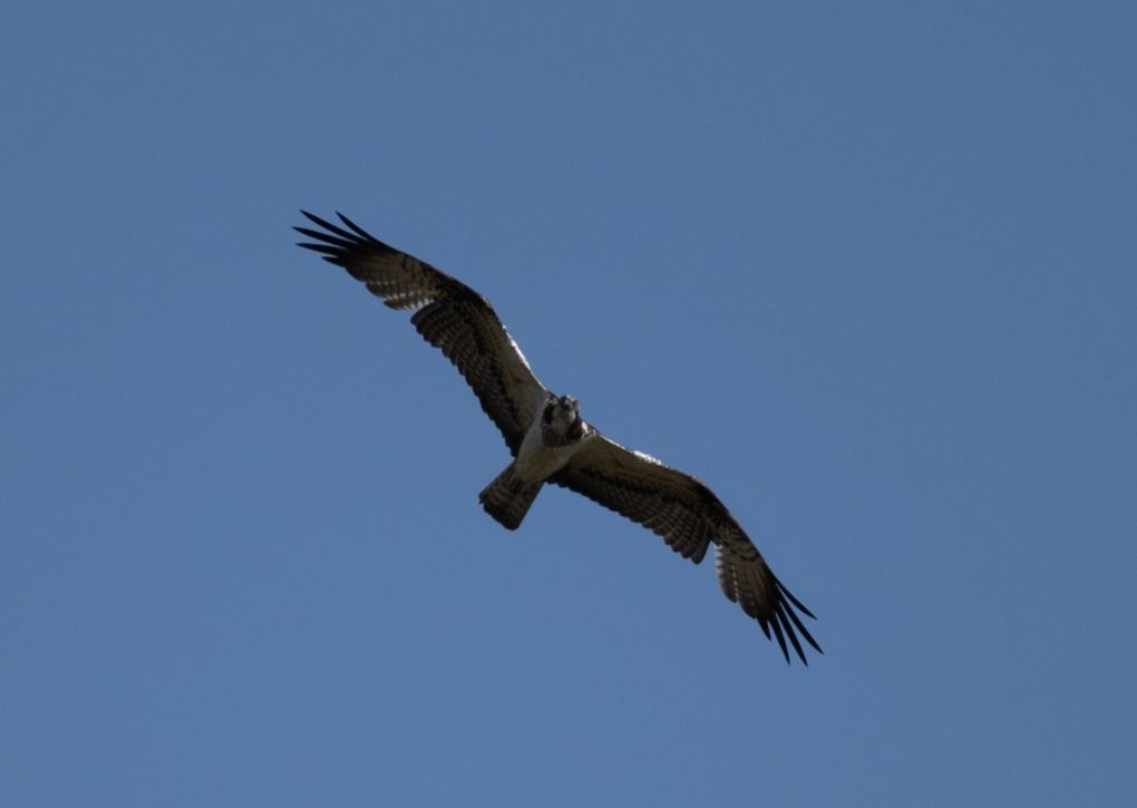 Fischadler - ML646102207