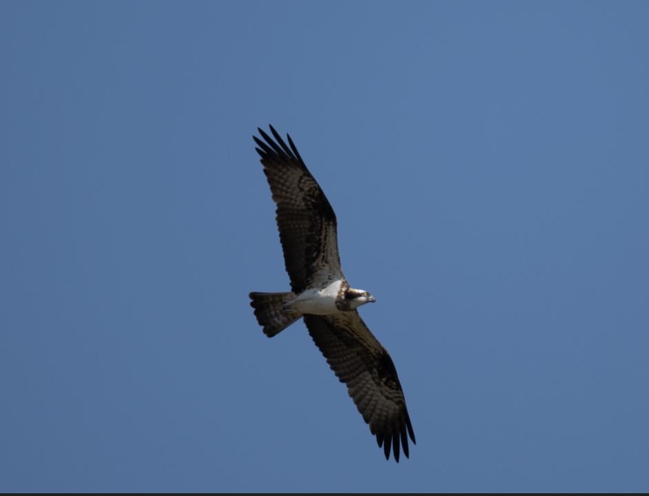 Fischadler - ML646102208