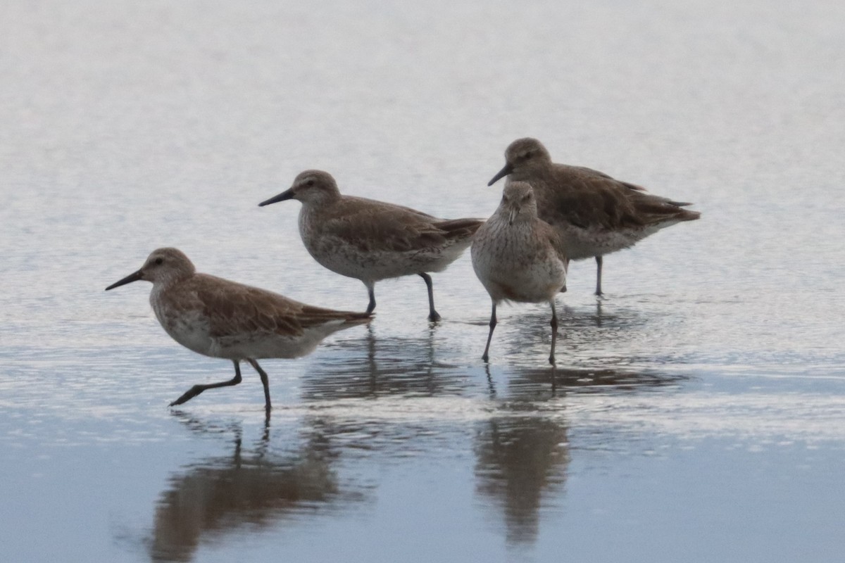 jespák rezavý - ML646102216