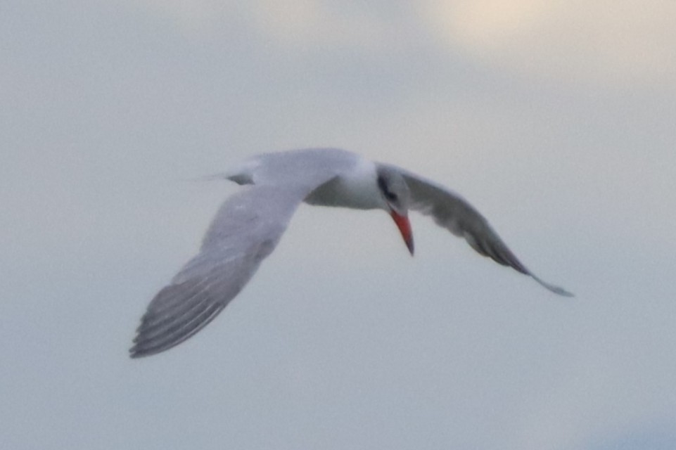 rybák velkozobý - ML646102222